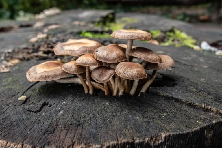 Doctors may soon be prescribing magic mushroom pills to patients with mental health disorders