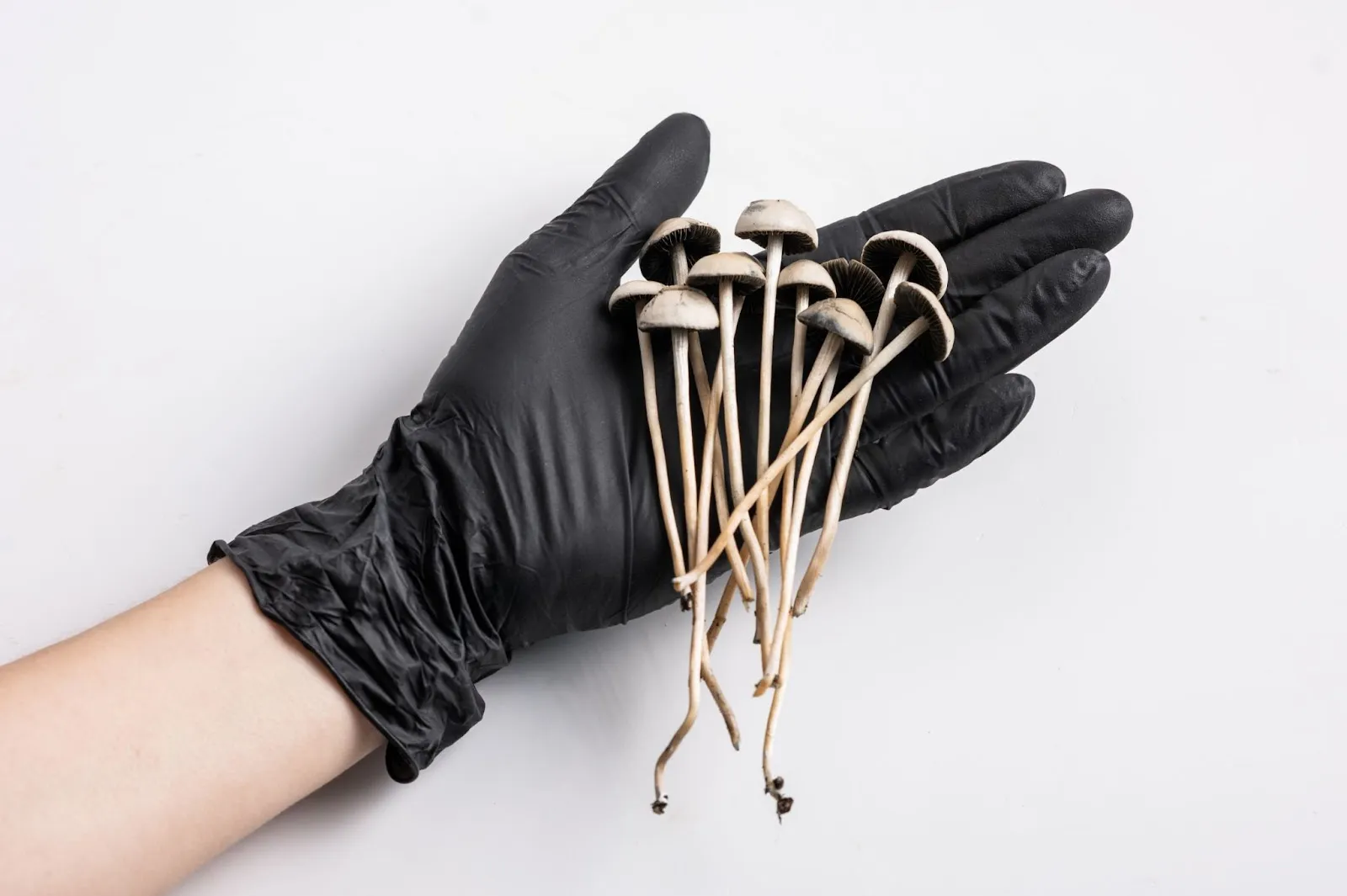 “Ecstasy” And “Magic Mushroom” Are Among The Most Promising PTSD Treatments